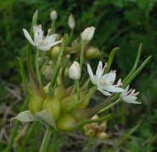 Allium candense 3